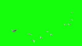 Birds flying green screen | Green screen video | Doves | Bird Flying