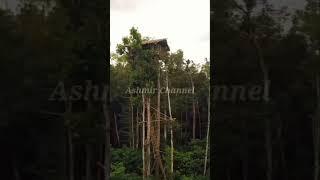 Misteri tinggi rumah suku korowai #shorts #Ashmir Channel