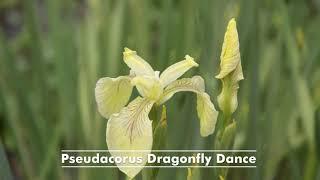 Water iris flowering time, louisiana, siberian, ensata, pseudacorus, pseudata, laevigata, versicolor