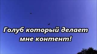 3 дня не выпускал голубей, как полетят? Ещё 6-х нужно убрать, сокращаем поголовье. Останутся лучшие.