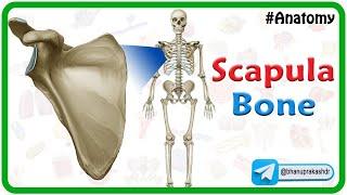 Scapula Bone Anatomy : Animated Osteology Lectures #mbbs1styear #nationalexittest #mbbs