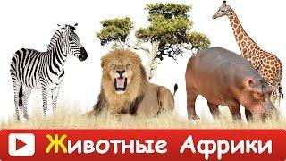 ► ЖИВОТНЫЕ АФРИКИ.  Дикие животные. Учим животных из Африки. Обучающее видео.