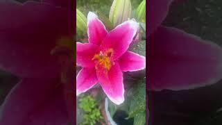 #stargazer #lily #blooms #nice #smells after the rain ️ #garden #shorts #viral