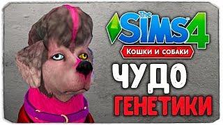 ЧУДО ГЕНЕТИКИ, СЛИШКОМ СМЕШНЫЕ СОБАКЕНЫ - The Sims 4 "Кошки и Собаки"
