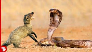 10 Times Mongooses and Cobras Take the Stage