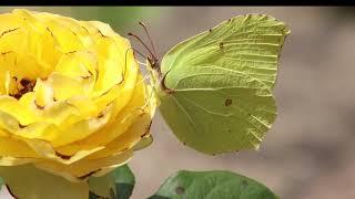 Fluttering Elegance: Captivating Compilation of Beautiful Butterflies |Peculiar Planet Pursuit|