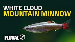 Species Spotlight | White Cloud Mountain Minnow