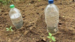 Make Drip Irrigation from recycled plastic bottles/Self watering System for Plants made simple