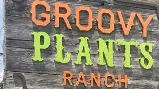 Groovy Plants  Ranch