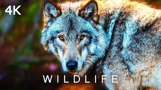 WILDLIFE in 4K | 2 Hours | Wolves Bears Lions Tigers Nature Wild Animals Relaxing Music Ultra HD