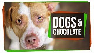 Why Can't Dogs Eat Chocolate?