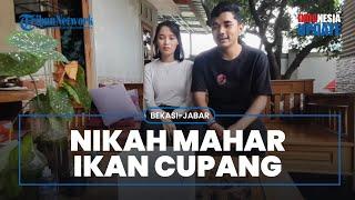 Viral Video Pasangan Menikah dengan Mahar Ikan Cupang, Ingin Dirawat dan Dijadikan Ternak