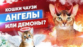 КОШКИ ЧАУЗИ - АНГЕЛЫ ИЛИ ДЕМОНЫ? | CHAUSIE CATS ANGELS OR DEMONS?
