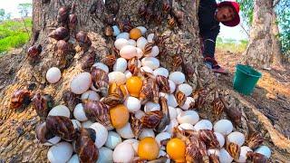 Top amazing - Harvest duck eggs and snails a lot under tree near the pond at field by lucky hand