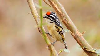 Red-fronted Tinkerbird Song