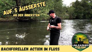 Bachforellen Action im Fluss