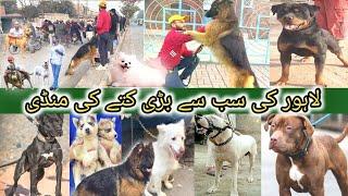 Dogs Ki Mandi, Lahore 29 Dec | Tollinton Market Lahore | MMB pet lover | Special Dog Market | Dogs