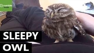 Tiny sleeping owl is just too cute for words!