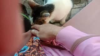 Di  jilat- jilat kucing,enak serasa di pijat || tanda kucing terimakasih ke kita.