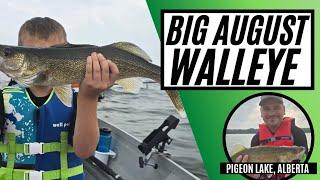 Catching Big Walleye - August 2024 - Pigeon Lake, Alberta Canada