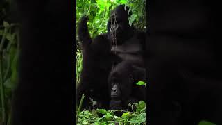 #Gorilla spotting with Explore Worldwide #Shorts #Uganda #Safari