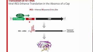 Leveraging the Power of In Vitro Transcription