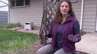 Colder Climates: How to Prune English Lavender in Spring