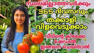 സ്ഥലമില്ലാത്തവർക്കും 365 ദിവസവും തക്കാളി വിളവെടുക്കാം | കിഴക്കുവശത്ത്‌ ഇങ്ങനെ ചെയ്താൽ | Tomato tips