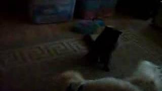 Pongo and Minnie fighting