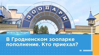 Два новых вида животных появились в Гродненском зоопарке