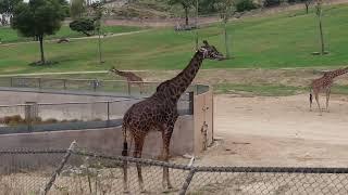 Early Hours @ SD Zoo Safari Park: Lions, Africa Tram, Watering Hole, Gorillas, Tiger & more