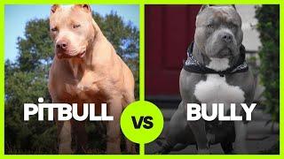 Pitbull vs. American Bully: What’s The Difference?