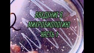 Введение в микробиологию. Часть 1. Анатомия и морфология бактерий