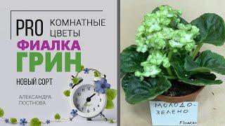 Фиалка Грин | Сортовые фиалки | Обзор необычного сорта