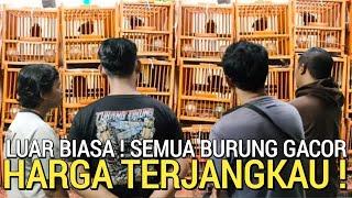 BIKIN MELONGO ! KIOS INI REKOMENDASI CARI BURUNG GACOR HARGA TERJANGKAU PASAR BURUNG PRAMUKA