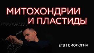 Что такое Митохондрии и Пластиды | ЕГЭ Биология | Даниил Дарвин