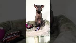 Skinny sphynx cat waiting for food