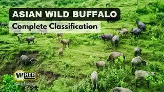 Asian Wild Buffalo _ Complete Classification About Asian Wild Buffalo (Whir Latandrank)