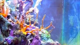 Seahorse - Selection, Breeding, Diseases - Saltwater Tank ReefKeeping Video