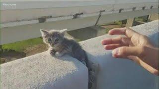 Kitten rescued from concrete barrier on highway near Minute Maid Park