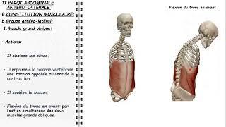 ANATOMIE FMPM PAROIS ABDOMINALES