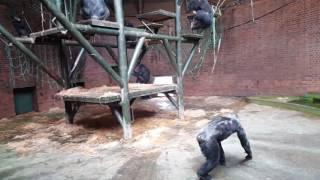 Chimps fighting at Chester Zoo