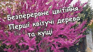 Безперервне цвітіння. Перші весняні квітучі дерева та кущі