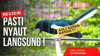 SUARA BURUNG kacer gacor NGEPLONG TARUNG konslet ini paling AMPUH buat PANCINGAN KACER agar EMOSI