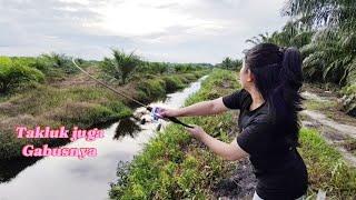 AKHIRNYA TAKLUK !!! Setelah berkali-kali lari dan mocel ikan gabus menyerah di tangan aura pawita