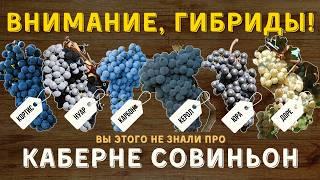 [КЛОНЫ КАБЕРНЕ СОВИНЬОН] - самые популярные гибриды сорта