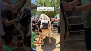 Adorable cow video that went viral 