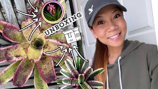 2023 Tropiflora Plant Unboxing  #bromeliads 