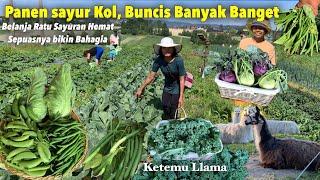 PERDANA PANEN SAYURAN KOL,BUNCIS, KACANG MANIS BANYAK BANGET TERASA BELANJA DI PASAR TRADISIONAL