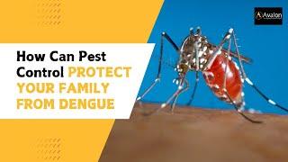 How Can Pest Control Protect Your Family From Dengue?